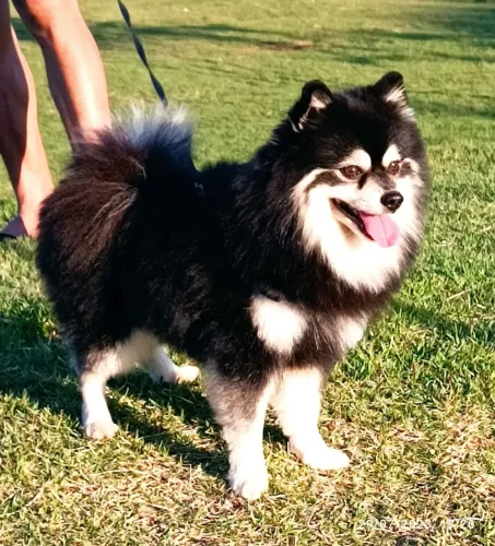 Cachorro Spitz alemão 