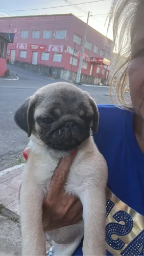 Vendo filhotes de cachorro pug
