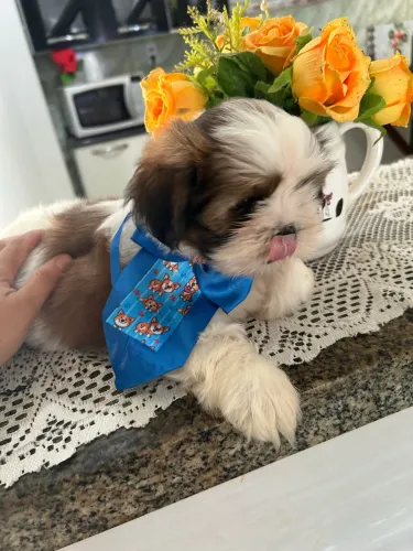 Shih tzu macho micro 