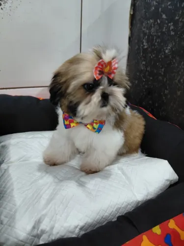 Lindo filhote Shih-tzu macho
