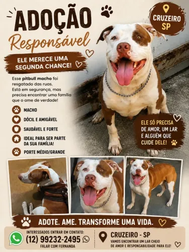 Doação de Pitbull