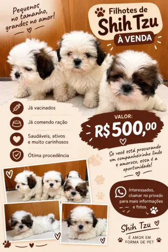 Filhote de Shi Tzu