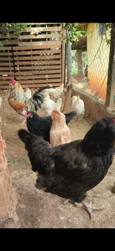 Franga Poedeira de Ovos Coloridas