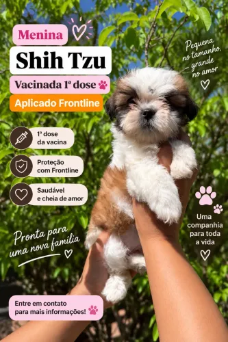 Shihtzu