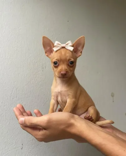 Pinscher zero fêmia 