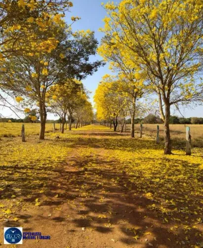 Fazenda à Venda em Porangatu GO | 102 Alqueires | Dupla Aptidão