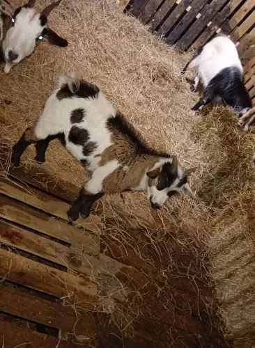 Lindo filhote 3 meses um pingo de cabrito