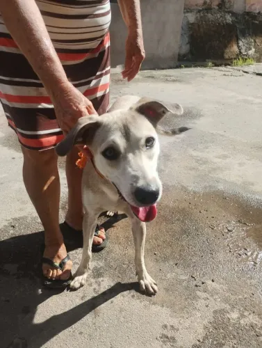Cachorra viralata 
