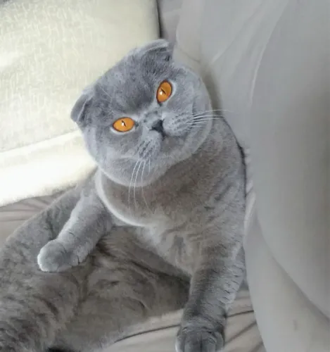 Filhote fêmea Scottish Fold europeia
