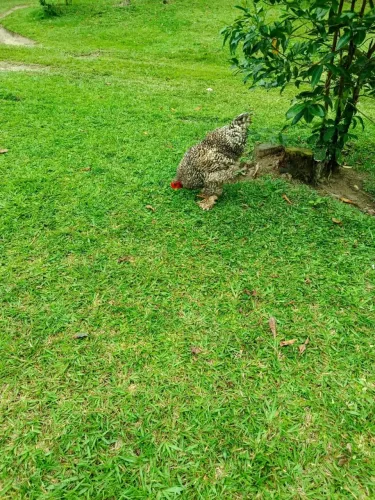 Galo Brahma