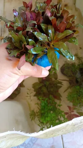 Plantas aquário