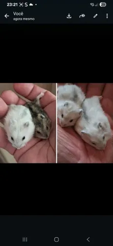 Hamsters anões russos