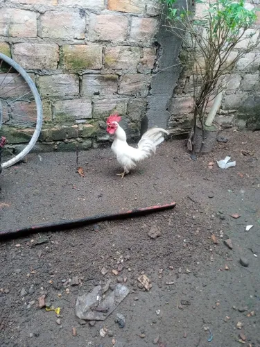 Galos garnize 