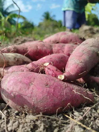 Batata ? doce atacado 