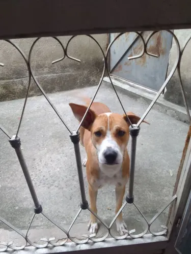 Doação urgente!cadela filha de pitbull