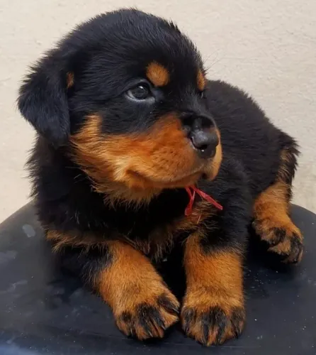 Rottweiler Filhote com Garantia Contratual
