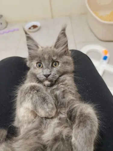 Vendo filhote fêmea Maine Coon 