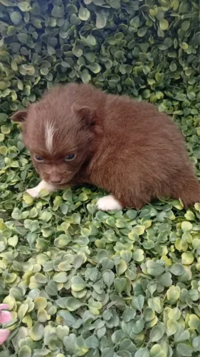 Lulu da pomeranea anao com 40 dias vermifugado