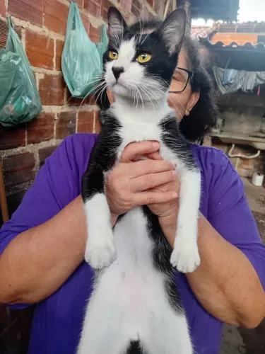 Gato para doação (macho)