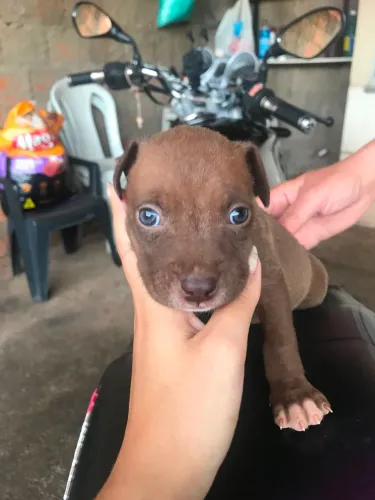 Cachorro 