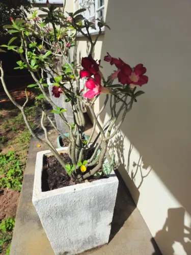 Vaso com linda rosa do deserto média