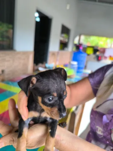 Pinscher 01
