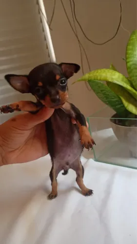 Cachorro Pinscher 0