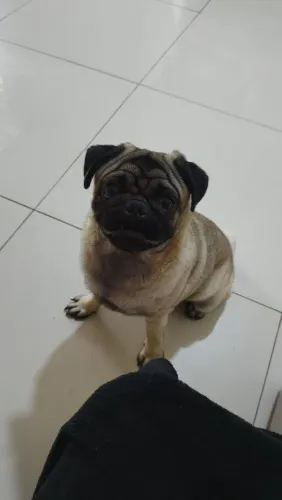 Pug macho