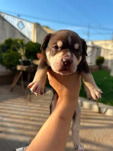 American Bully