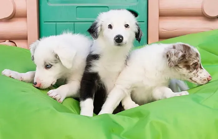 ? Filhotes de Border Collie | Inteligência e Companhia para Sua Família