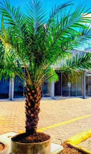 Sala comercial Sapucaia do Sul