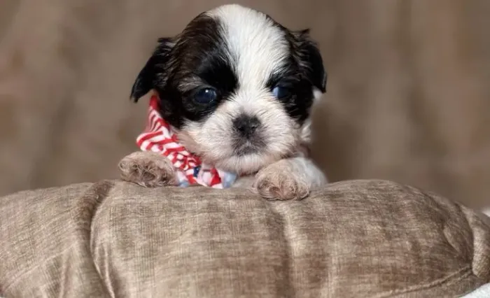 Shih Tzu Direto do canil: filhotes saudáveis disponíveis