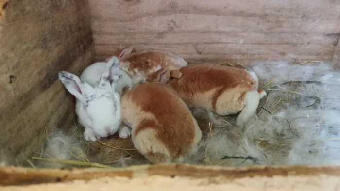 Coelho Mini Rex Dálmata