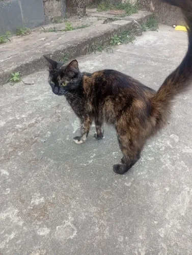 Doação de gata femia manchinha 