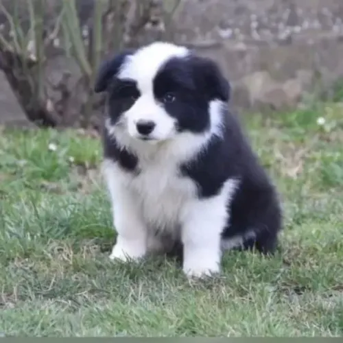 Filhotes de Border Collie | Conheça nossos filhotes e surpreenda-se com cada personalidade