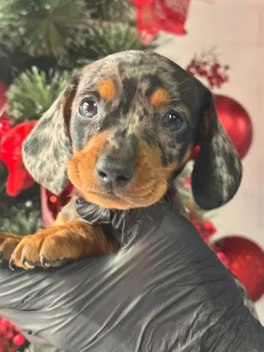 Dachshund arlequim lindo