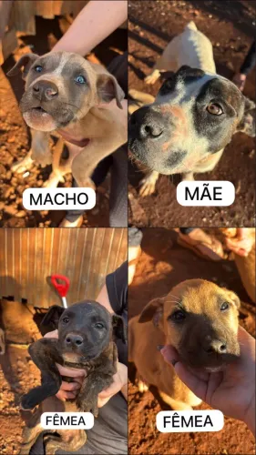 Cachorros Pitboll