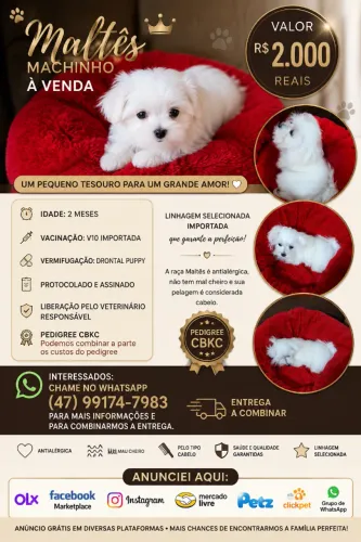 Pet para companhia