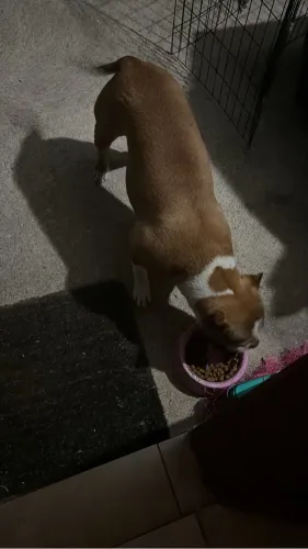American Bully
