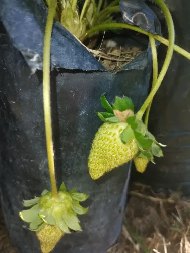 Mudas de morango com frutas