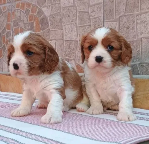 Cavalier king um filhote feito para apaixonados