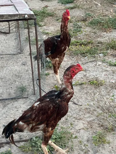 Vendo