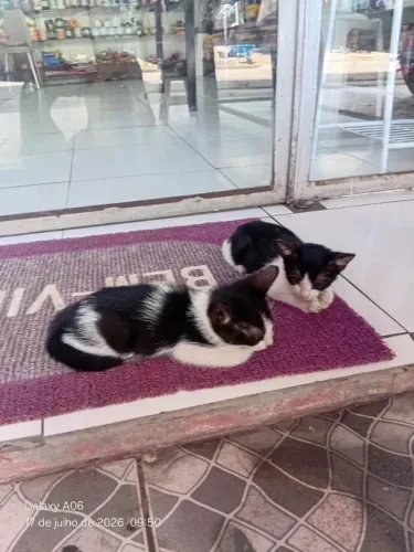 Doação de gato.