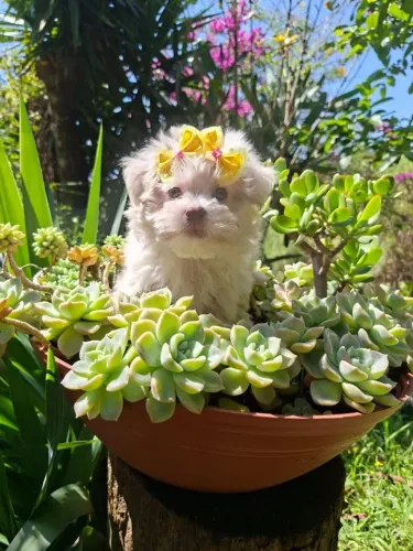 FILHOTA DE MALTES FEMEA