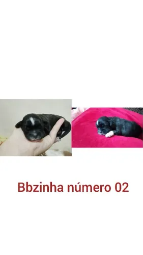 Lindas bebezinhas shtzu disponível