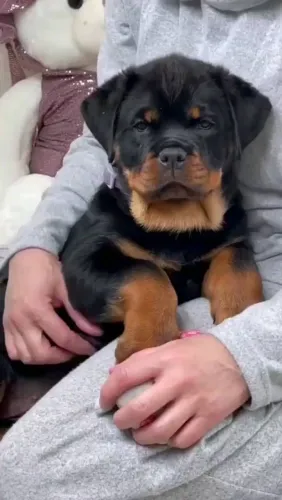 Rottweiler um luxo de filhotes adestrado parcelo