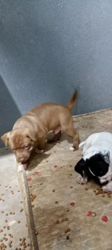 Filhote de Pit Bull 