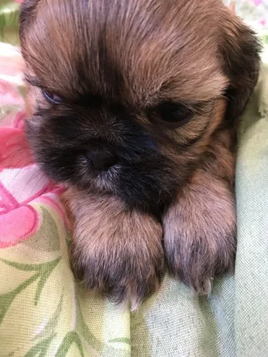 filhote lhasa apso fêmea disponível, tranquila, boa companheira