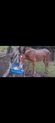 Burro 