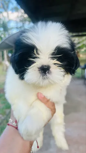 Shitzu